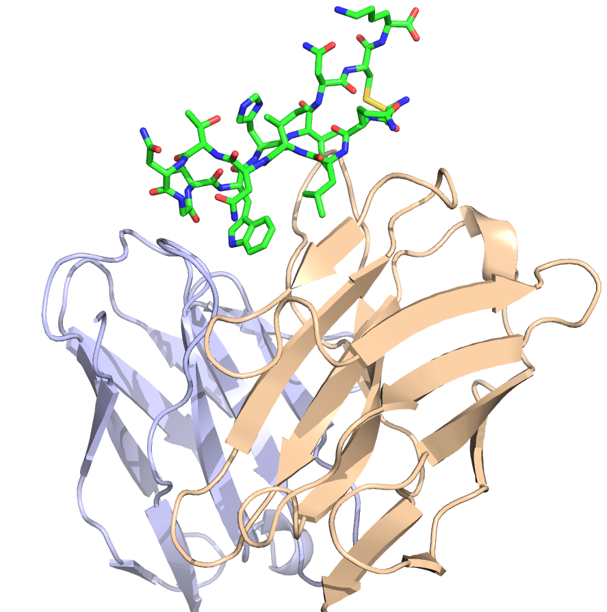 HCV vaccine design