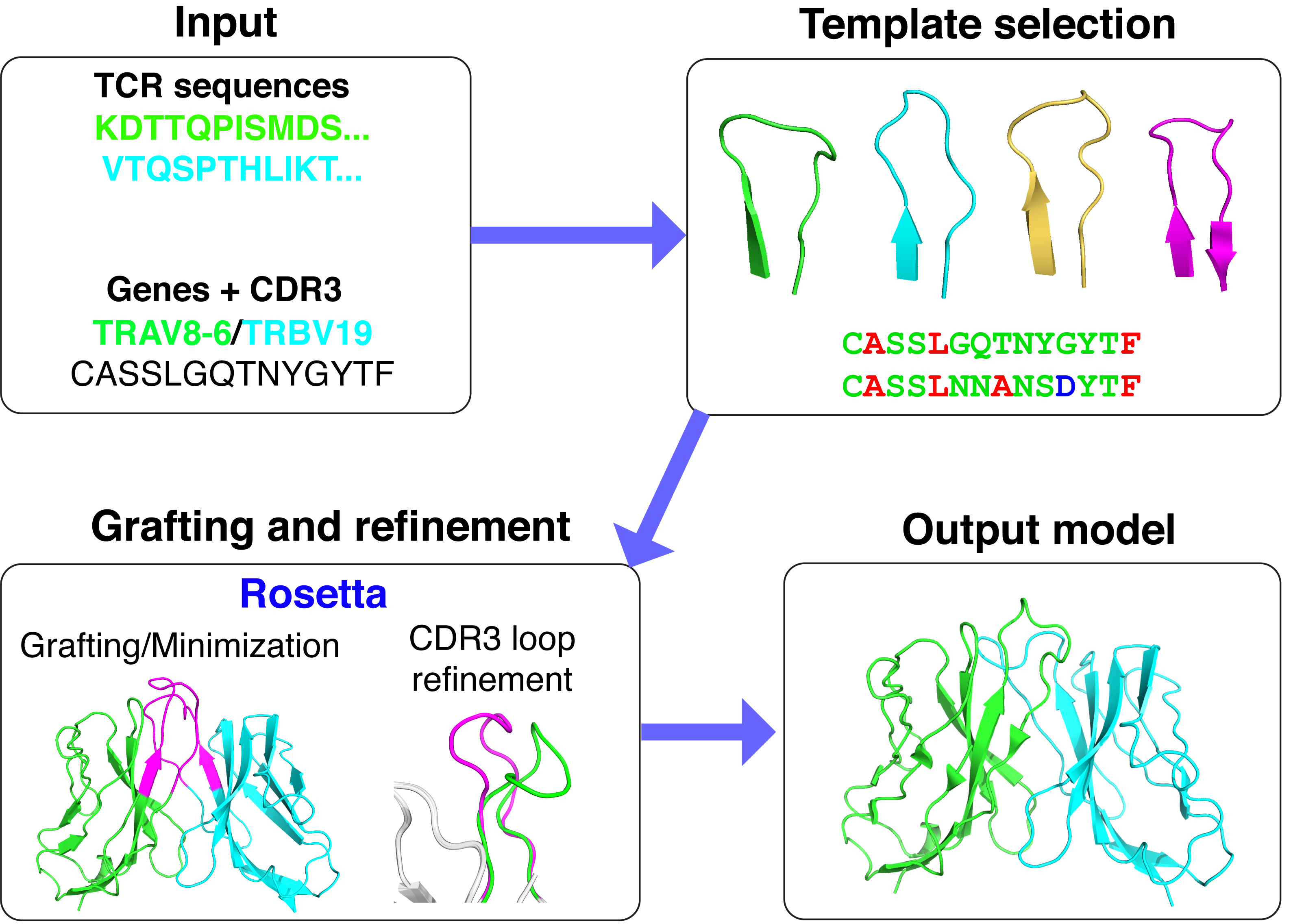 TCRmodel